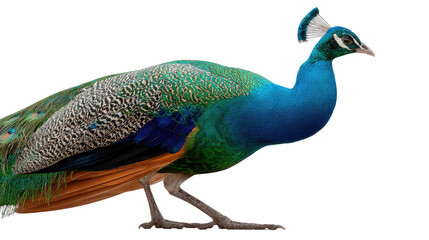 Naklejka premium Majestic Peacock in Profile: A stunning peacock displays its iridescent plumage, showcasing nature's artistic flair, this image celebrates the animal's regal beauty and vibrant colors.
