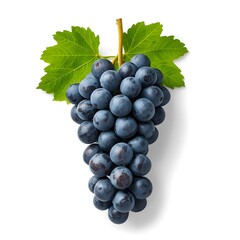 Fototapeta premium Bunch of Blue Grapes with Green Leaves on White Background Keywords: grapes, blue grapes, fruit