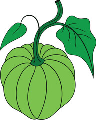 Close Up of a Thick Pumpkin Vine with Large Lush Leaves Autumn Plant Vector illustration