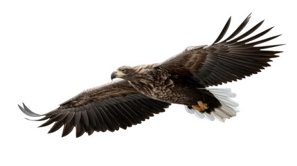 Fototapeta premium soaring eagle: Captured in mid-flight, the eagle epitomizes the freedom of the skies. Wings outstretched, showcasing power, grace, and freedom against the backdrop of boundless horizon
