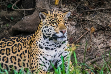 Jaguar in Mato Grosso forest environment,Pantanal,Brazil
