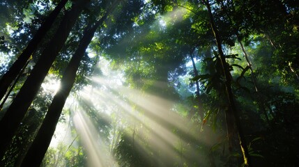 Obraz premium Sunlight streaming through dense rainforest foliage, illuminating the lush greenery and creating a serene atmosphere