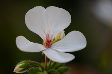 Fototapeta premium bee on flower