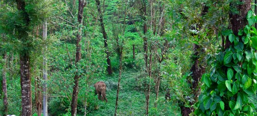 A wild elephant quietly roams through the lush green forests of Valparai, Tamilnadu, blending into...