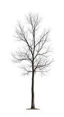 Bare Winter Tree Silhouette.