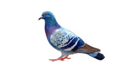 Pigeon in Profile: A stunning close-up profile of a pigeon showcases the beautiful bird’s vibrant plumage and graceful form, a perfect representation of avian beauty.