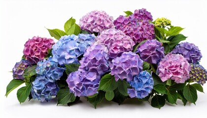 Fototapeta premium Vibrant Hydrangea Bush With Lush Purple And Blue Blooms Isolated On White Background