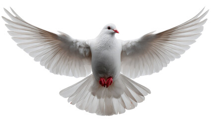 Obraz premium Wings of Peace: A graceful white dove soars in mid-flight, its wings outstretched against the bright background, symbolizing serenity and hope. 