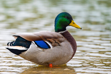 Obraz premium Male mallard duck, portrait of a duck with reflection in clean lake water in Krakow, Poland
