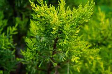 coniferous pine tree 