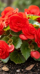 Vibrant Red Begonia Flowers.