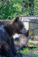 Fototapeta premium A brown bear with a cub are sitting by the road