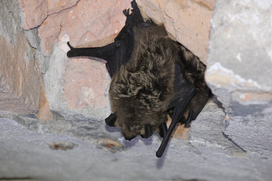 The serotine bat (Eptesicus serotinus), the common serotine bat, big brown bat, or silky bat
