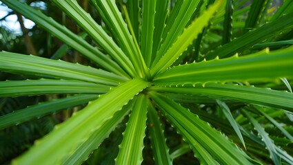 Fototapeta premium Closeup of vibrant green palm leaf with intricate patterns