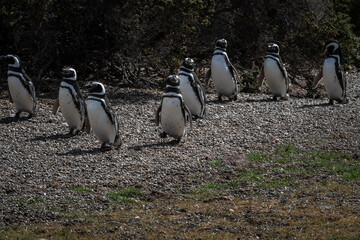 pinguinos de magallanes caminando hacia sus nidos luego de saler del mar , para la epoca de apareamiento 