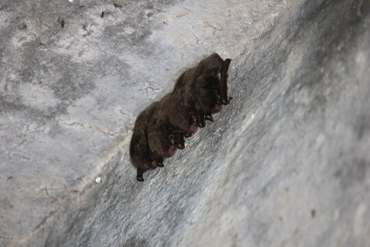 The serotine bat (Eptesicus serotinus), the common serotine bat, big brown bat, or silky bat