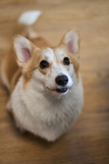 A playful and spirited corgi with its fluffy fur and bright eyes, showcasing its charming, joyful nature while indoors