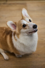 A playful and spirited corgi with its fluffy fur and bright eyes, showcasing its charming, joyful nature while indoors
