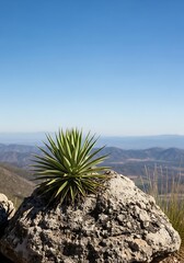 Desert Landscape with Agave Plant.