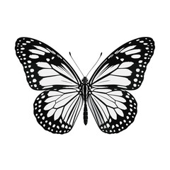Elegant Black and White Butterfly on White Background