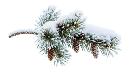 A frosted pine branch with multiple pine cones covered in fresh snow, perfect for winter holiday themes