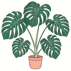 Monstera plant displays striking split leaves contained within a simple pot, transparent background