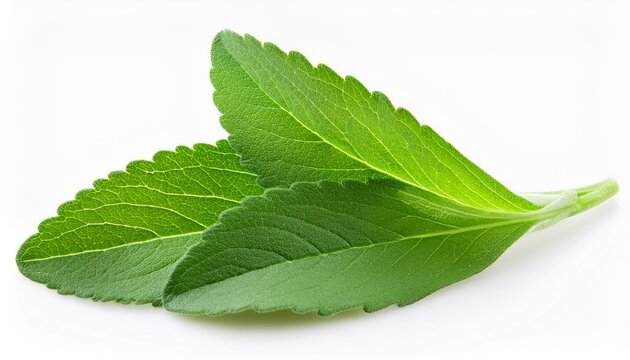 Stevia Rebaudiana Leaves Isolated On A White Background