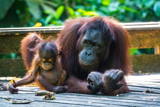 Orang-Utan-Mutter mit ihrem Baby liegt entspannt auf einer Holzplattform im Dschungel. Das Jungtier erkundet neugierig die Umgebung, w&auml;hrend die Mutter aufmerksam zusieht.