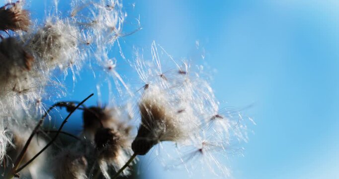 Extreme macro of delicate thistle seed with blurred blue sky background in soft light.