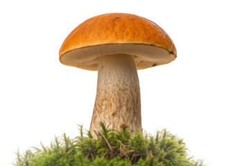 Edible mushroom with orange capped isolated on transparent background. Leccinum aurantiacum mushroom