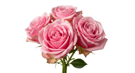 Obraz premium A beautiful bouquet of fresh pink roses isolated on a white background.