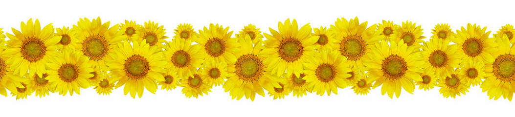 Obraz premium Yellow sunny sunflowers in a seamless floral pattern isolated on white or transparent background