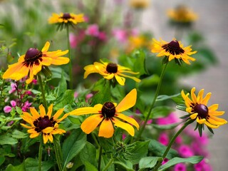 Vibrant yellow Rudbeckia flowers in full bloom, radiating summer warmth and energy, captured close-up in a lush garden setting.