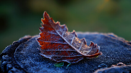 autumn leaf on the ground