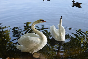 swans on the lake