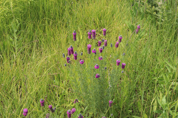 Purple Prairie Clover (Dalea candida, Petalostemum candidum) in green meadow (Bavaria, Germany)