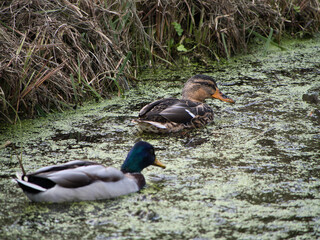 Close-up of a wild mallard couple gliding through an algae-covered pond. The male's vibrant colors contrast beautifully with the female’s subtle brown plumage. Peaceful nature wildlife moment.