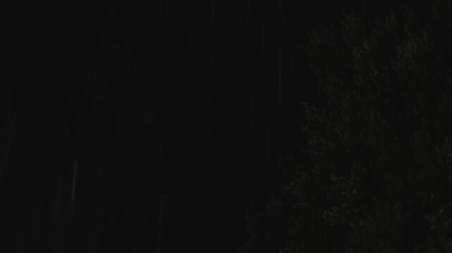 Tall forest trees barely visible through pouring night rain in complete darkness