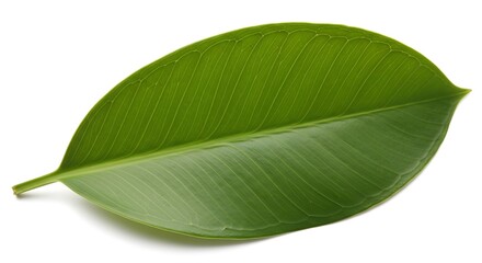 Single fresh green ficus leaf isolated on a white background.