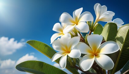 Naklejka premium White Plumeria Frangipani Flowers Blooming Against Blue Sky