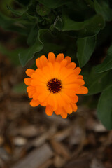 Top View of a Single Marigold Flower