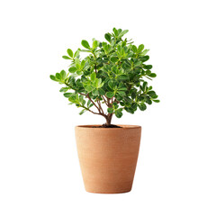 Fototapeta premium Small potted green plant. Isolated white background. Png format
