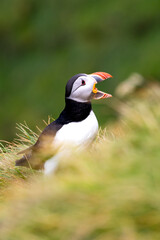 Puffin in Iceland