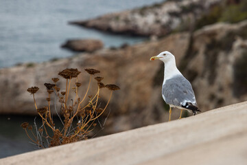 Seagull on coastal cliff with dried wildflowers in Ibiza, Spain