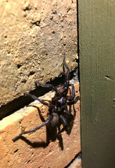 Male wishbone spider clinging to brick wall on Kangaroo Island in South Australia, Australia