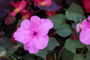 Impatiens Walleriana