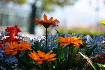 Gazania Rigens
