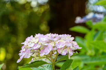初夏の庭に咲く淡い紫色の紫陽花