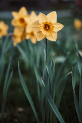 Daffodils