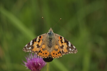 Obraz premium Painted Lady (Vanessa cardui) 